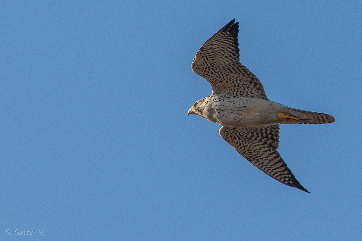 Peregrine Falcon (South American) - ML604138651