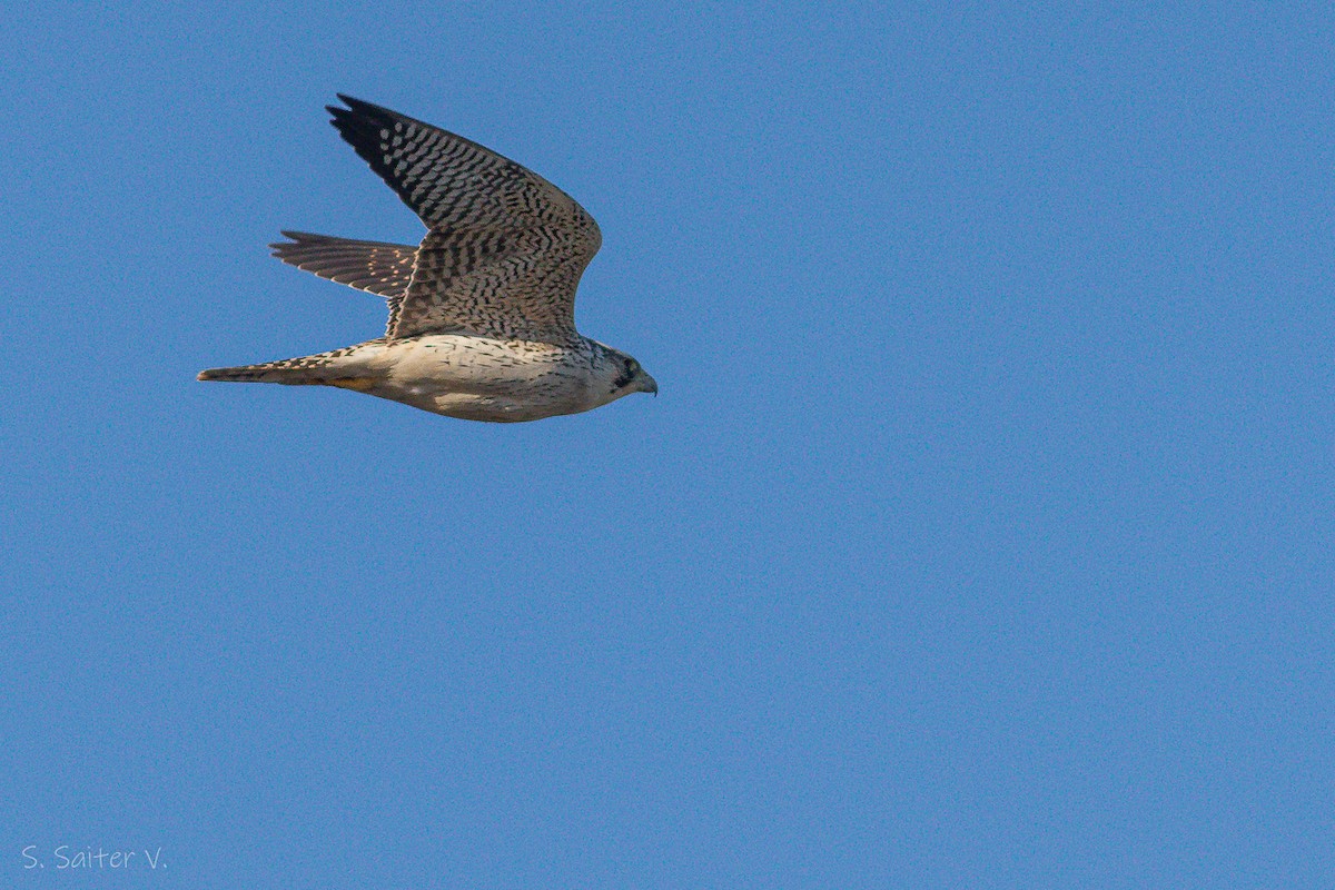 Peregrine Falcon (South American) - ML604138671