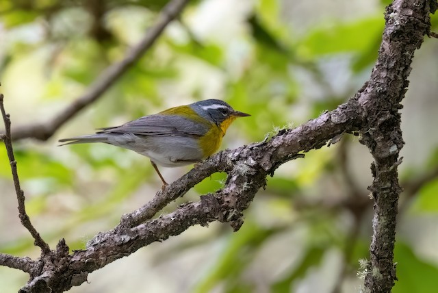 Crescent-chested Warbler