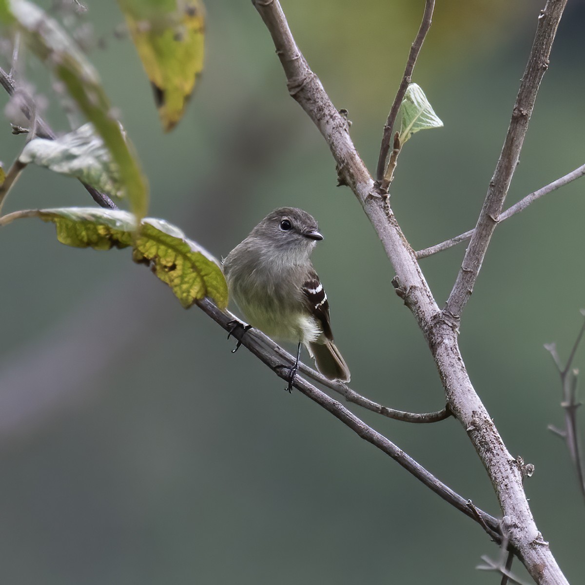 Olive-chested Flycatcher - ML604142941