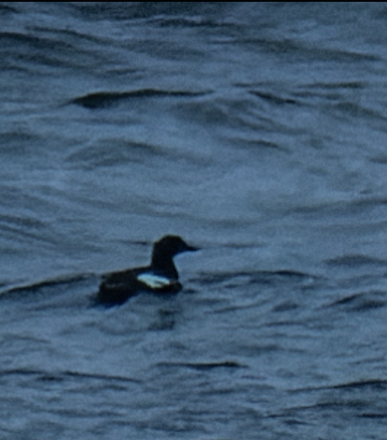 alcid sp. - eBird
