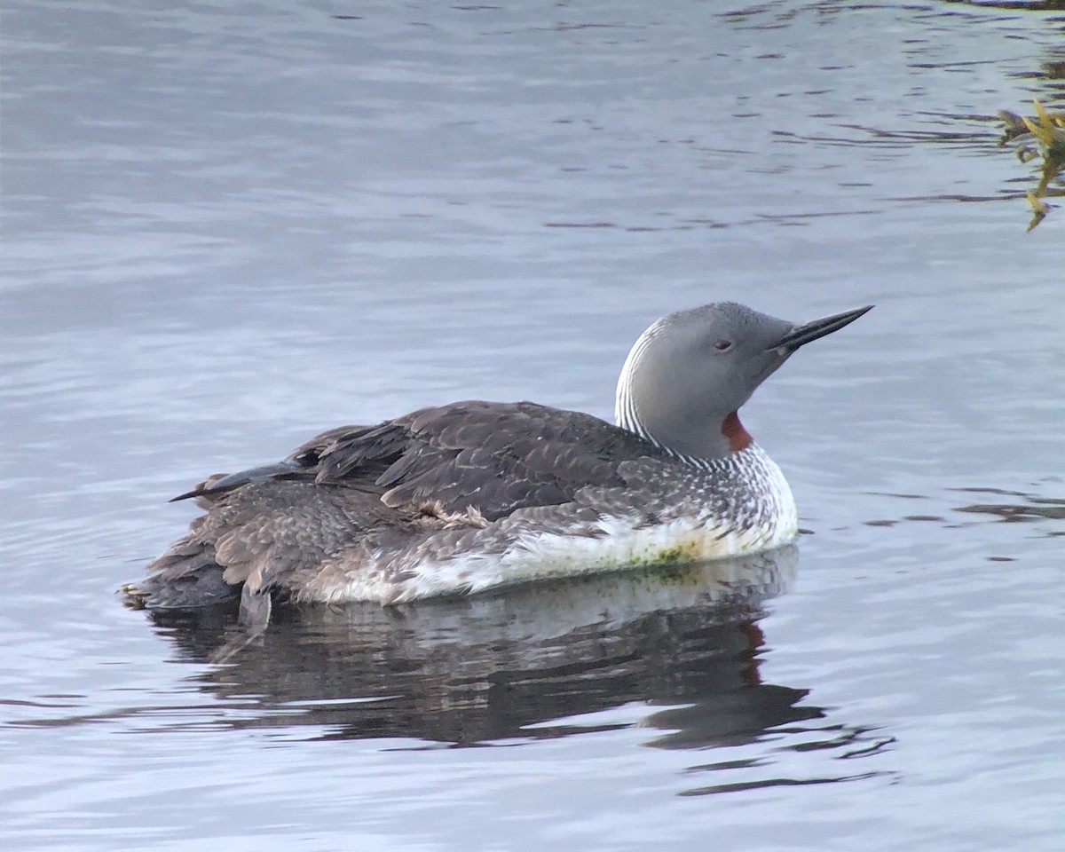 Red-throated Loon - ML604146761