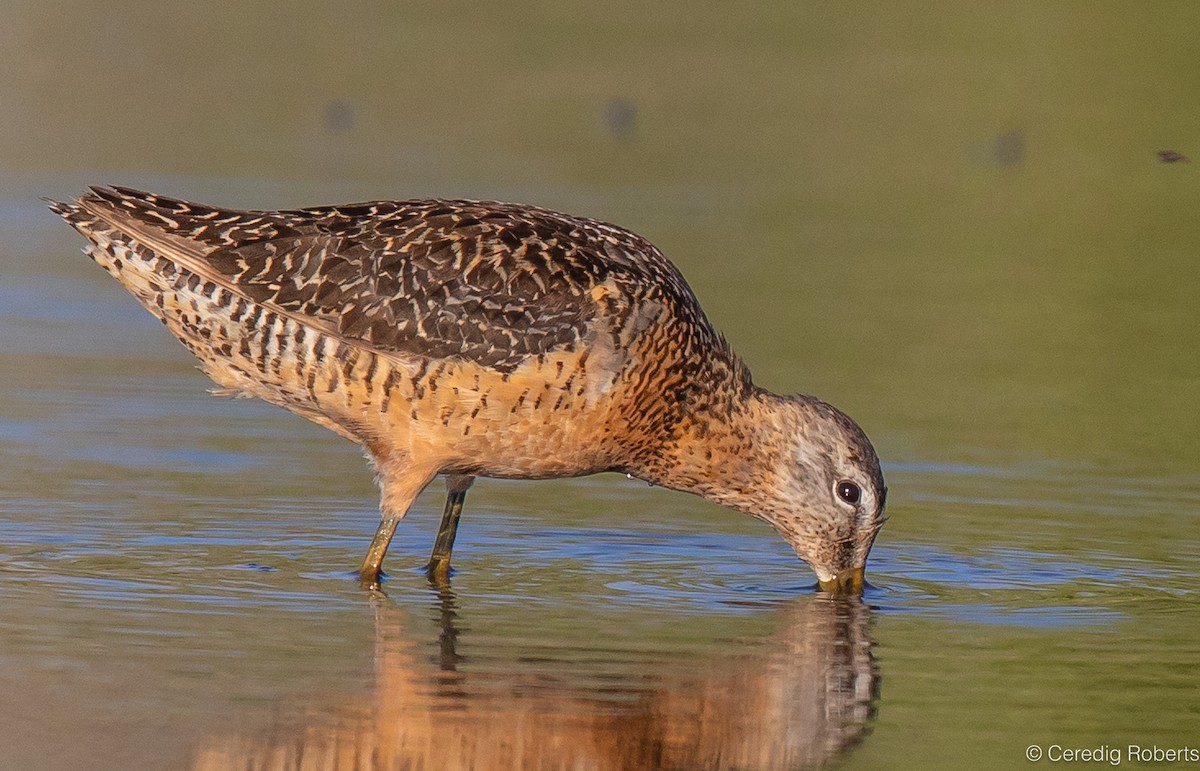 Long-billed Dowitcher - ML604147781