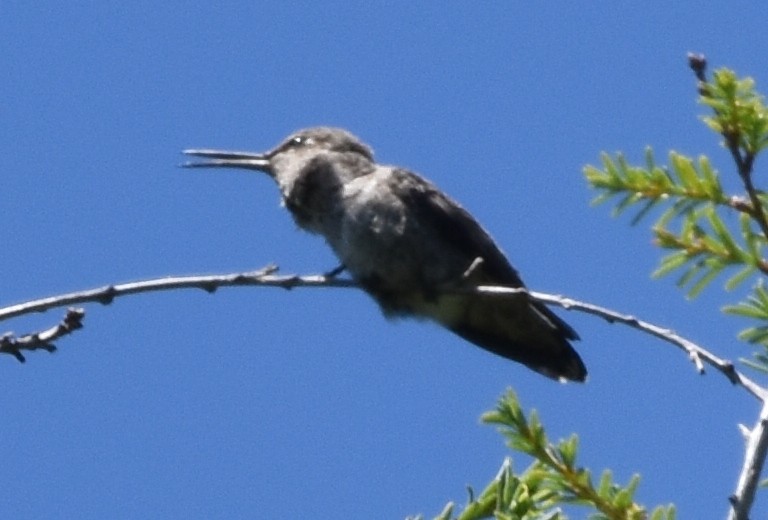 Anna's Hummingbird - ML604151621