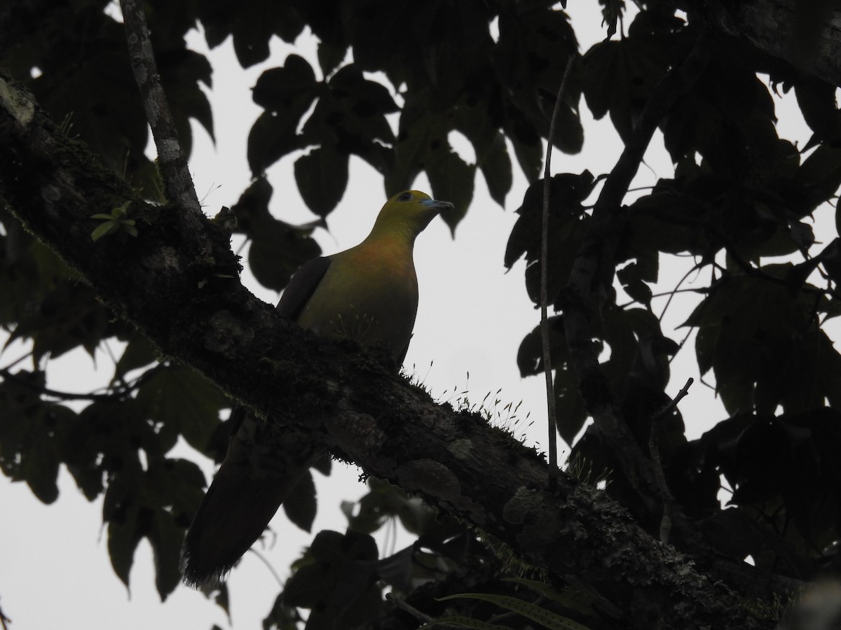 Wedge-tailed Green-Pigeon - ML604152751
