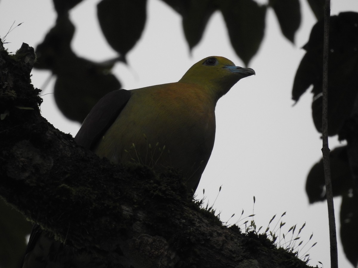 Wedge-tailed Green-Pigeon - ML604152761