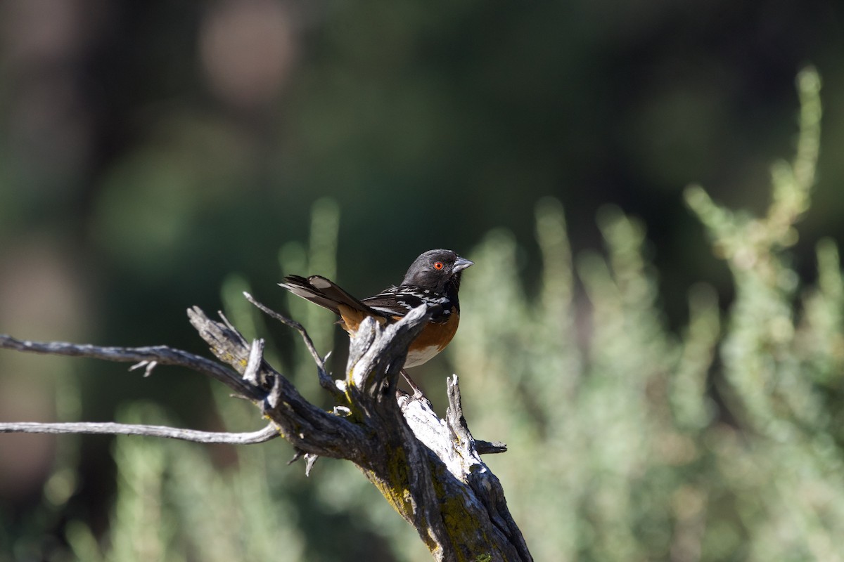 Spotted Towhee - ML604153561