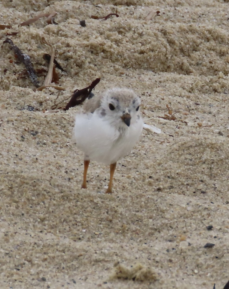 Piping Plover - ML604154161
