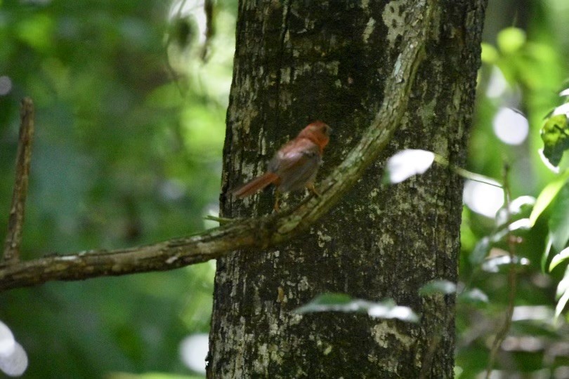 Red-throated Ant-Tanager - ML604155351