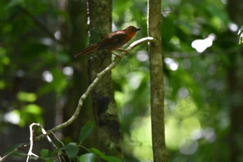Red-throated Ant-Tanager - ML604155361