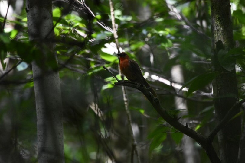 Red-throated Ant-Tanager - ML604155371