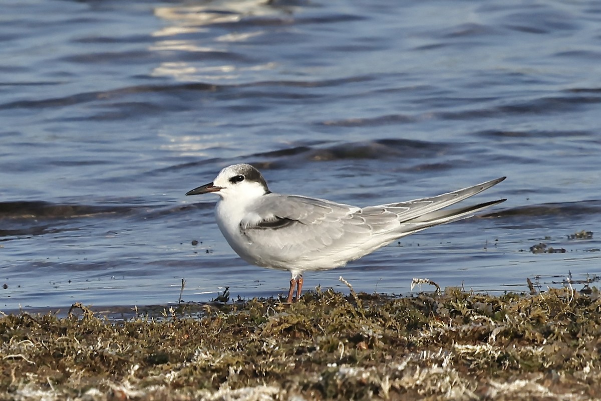 Common Tern - ML604155491
