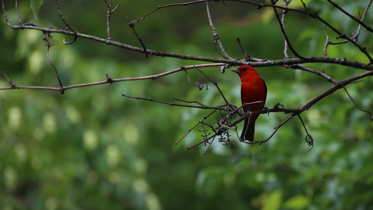 Scarlet Tanager - ML604157771