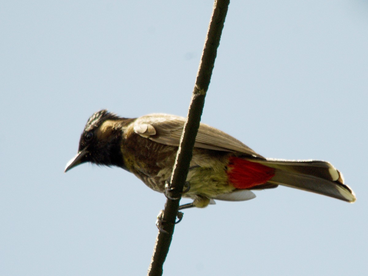 Red-vented Bulbul - ML60416091