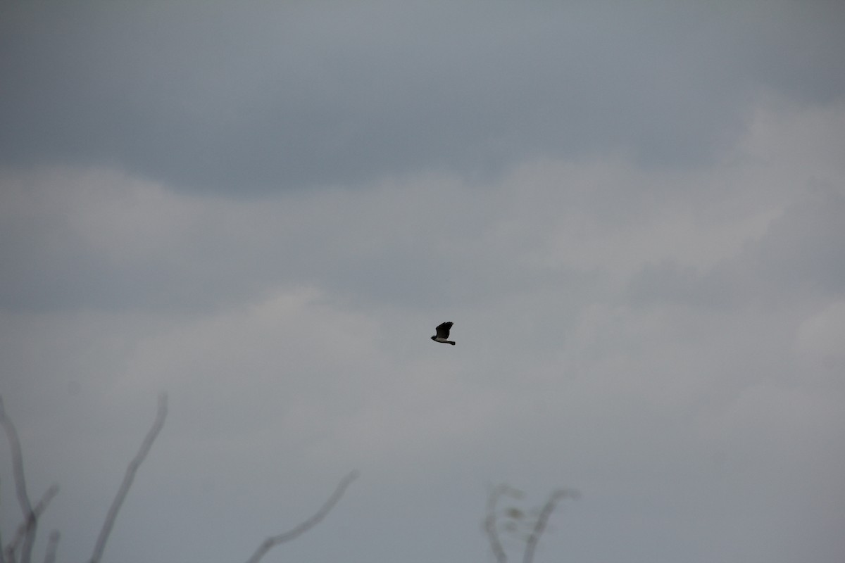 White-tailed Hawk - Bud Poole 🌳