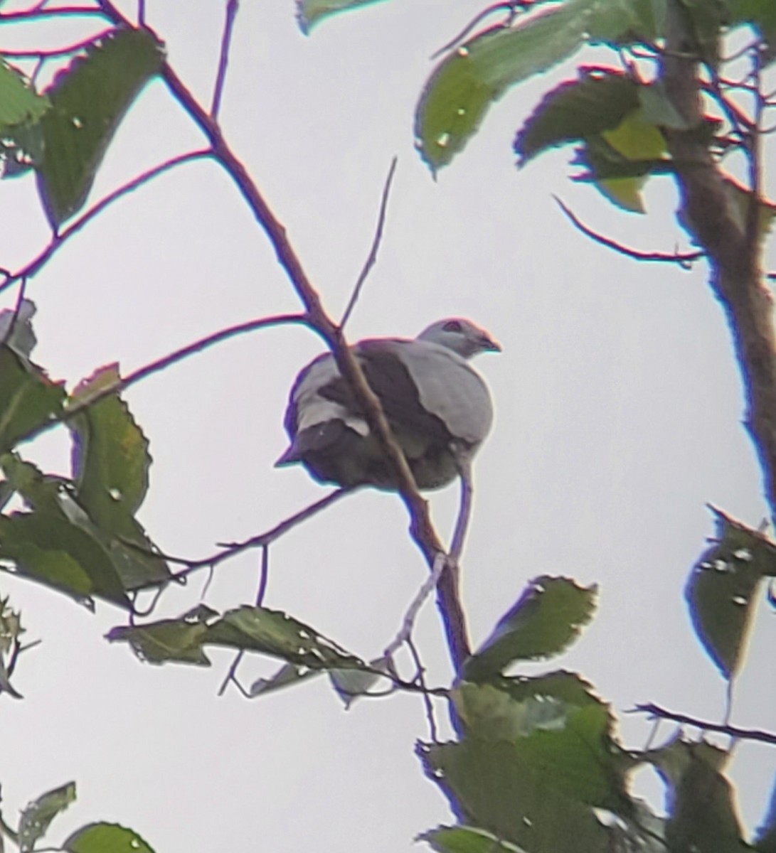 Silvery Wood-Pigeon - ML604164711