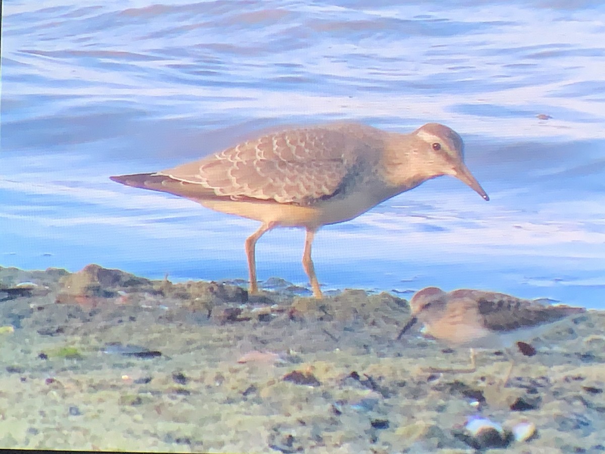 Red Knot - ML604167641
