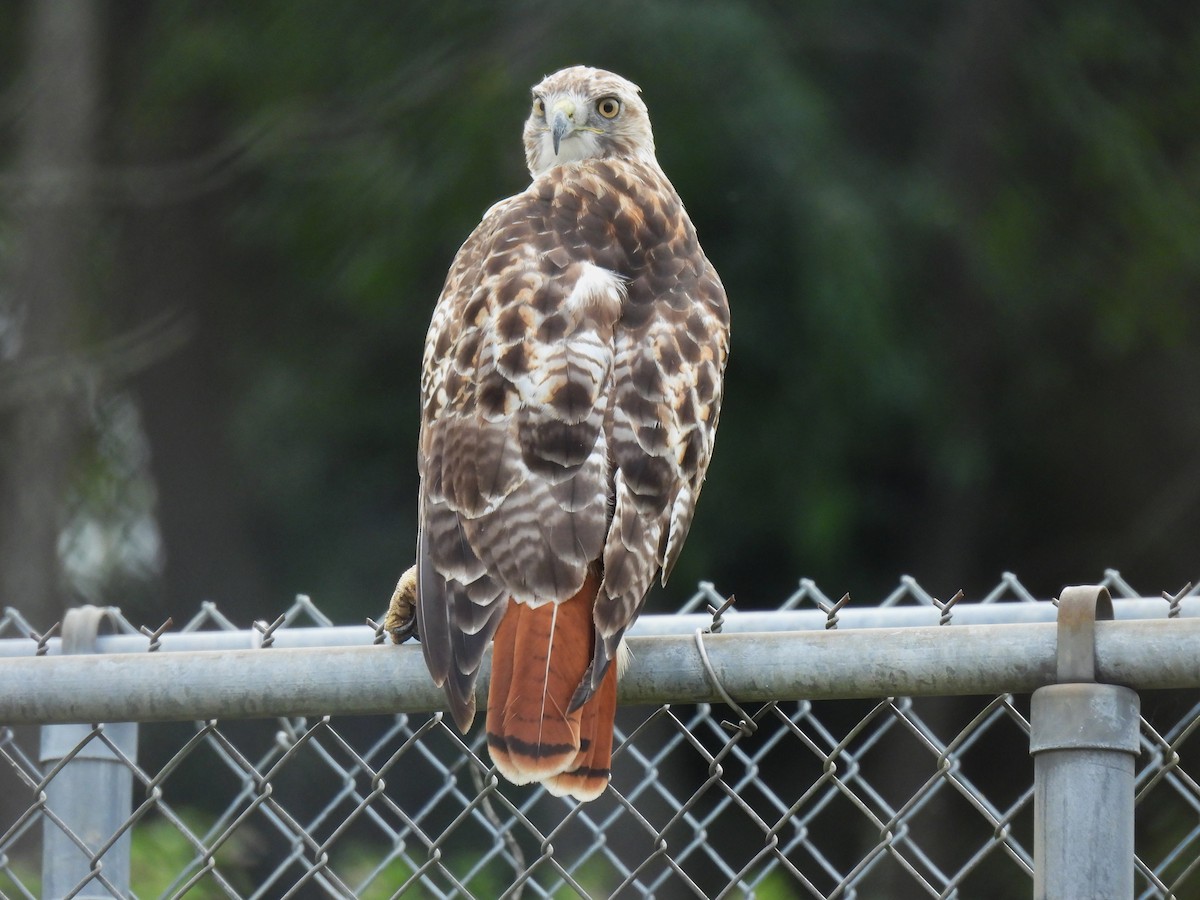 Red-tailed Hawk - ML604171641