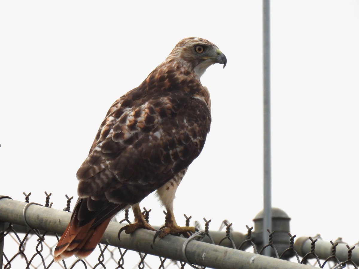 Red-tailed Hawk - ML604171651