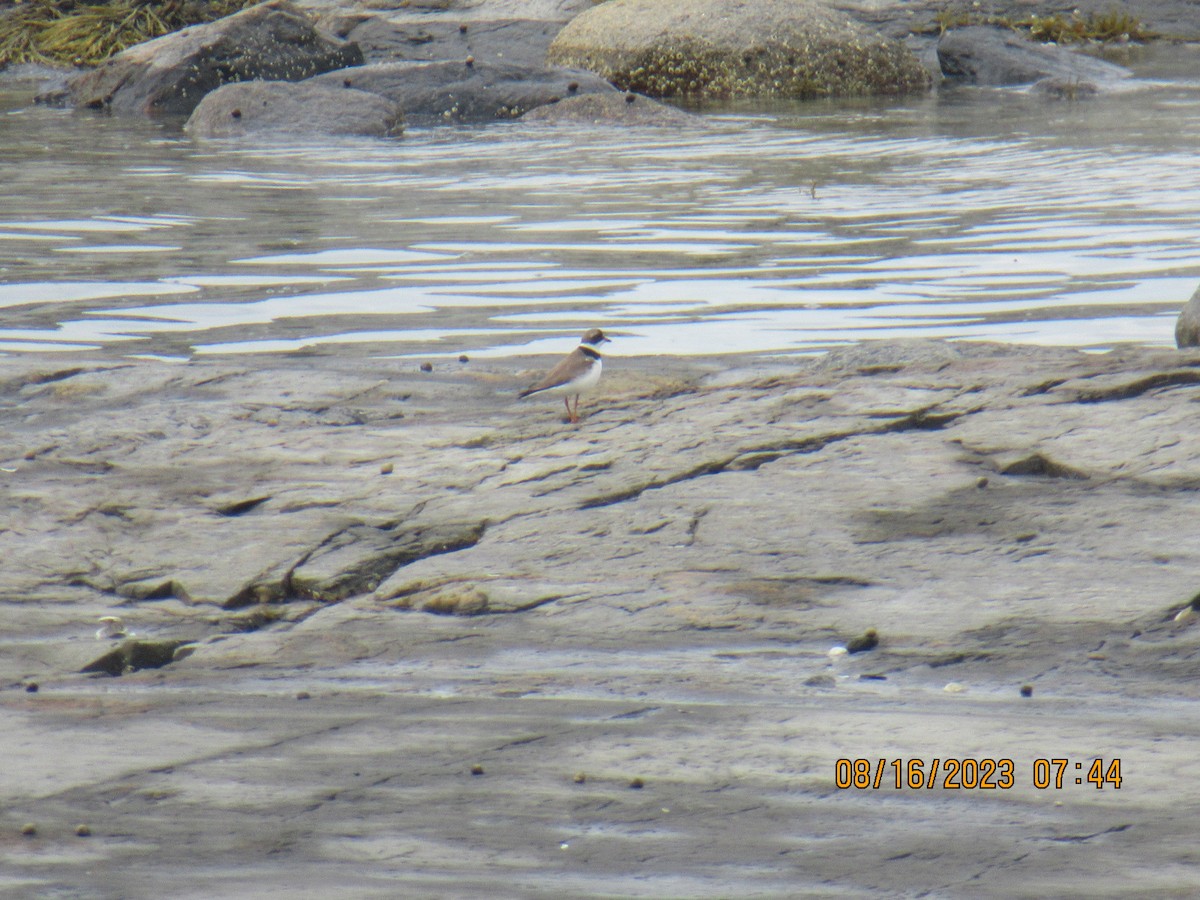 Semipalmated Plover - ML604172471