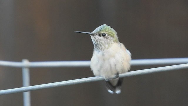 Calliope Hummingbird - ML604173431