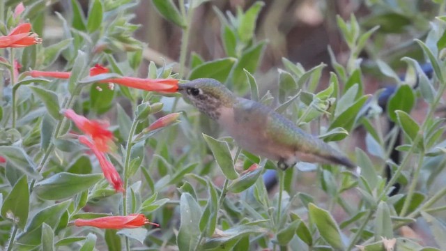 Calliope Hummingbird - ML604173471