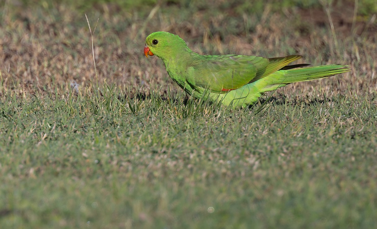 Red-winged Parrot - ML604174541