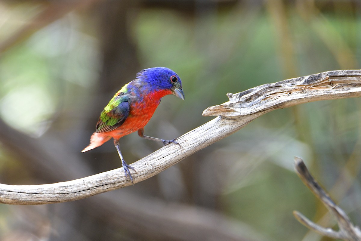 Painted Bunting - ML604175001