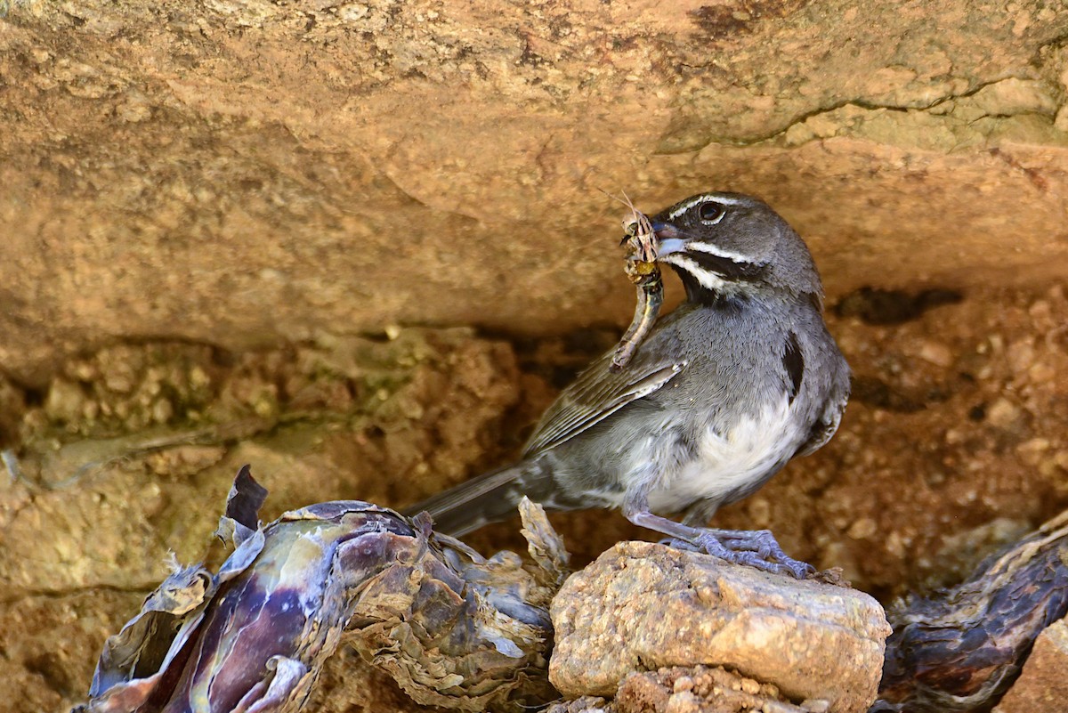 Five-striped Sparrow - Peter Lewis