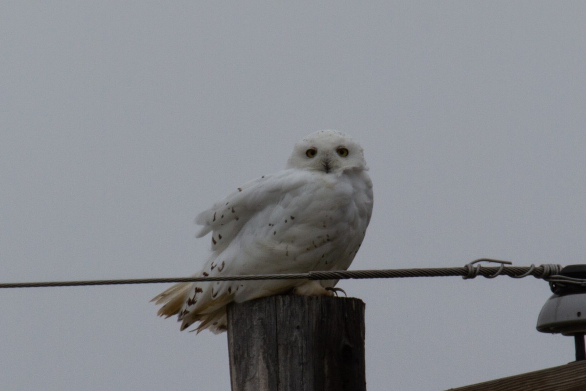Snowy Owl - ML604175681