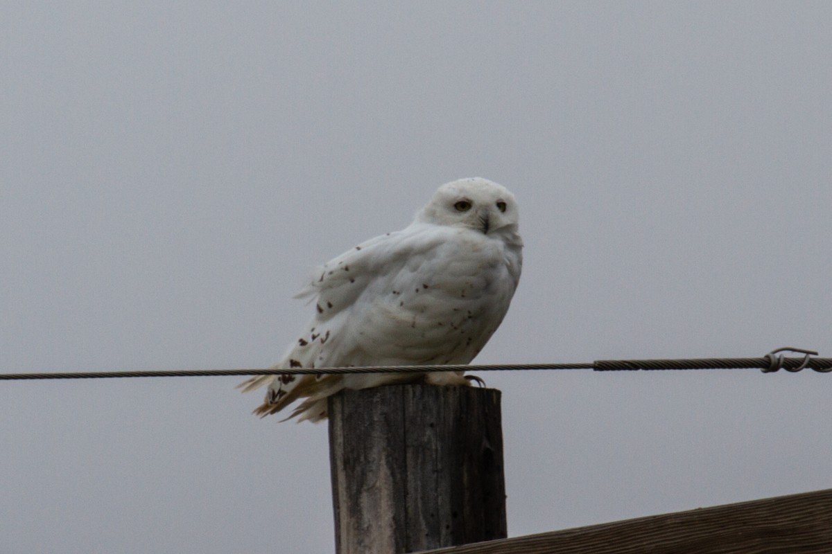 Snowy Owl - ML604175691