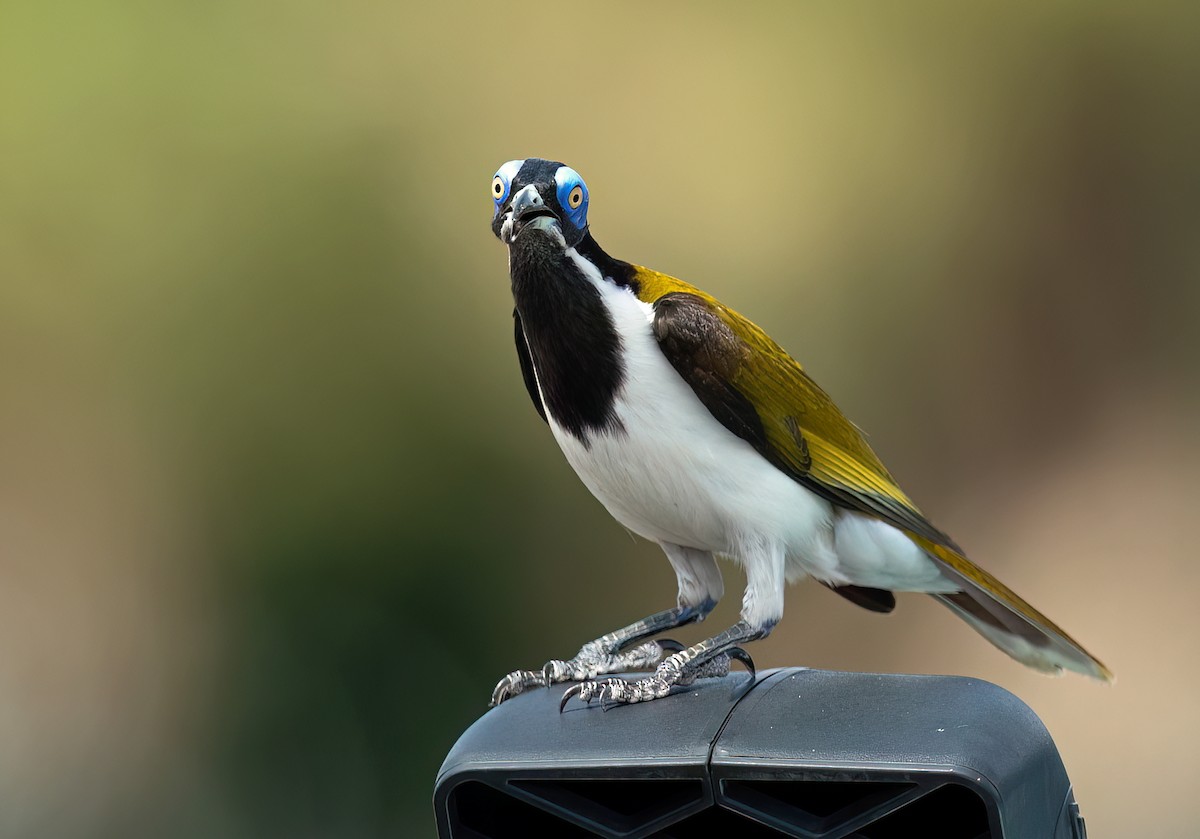 Blue-faced Honeyeater (White-quilled) - David Irving
