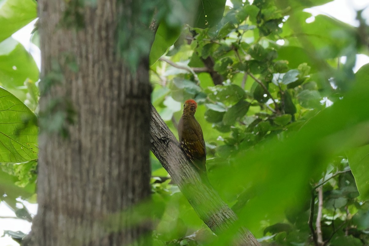 Pito del Bambú Norteño x Sureño (híbrido) - eBird