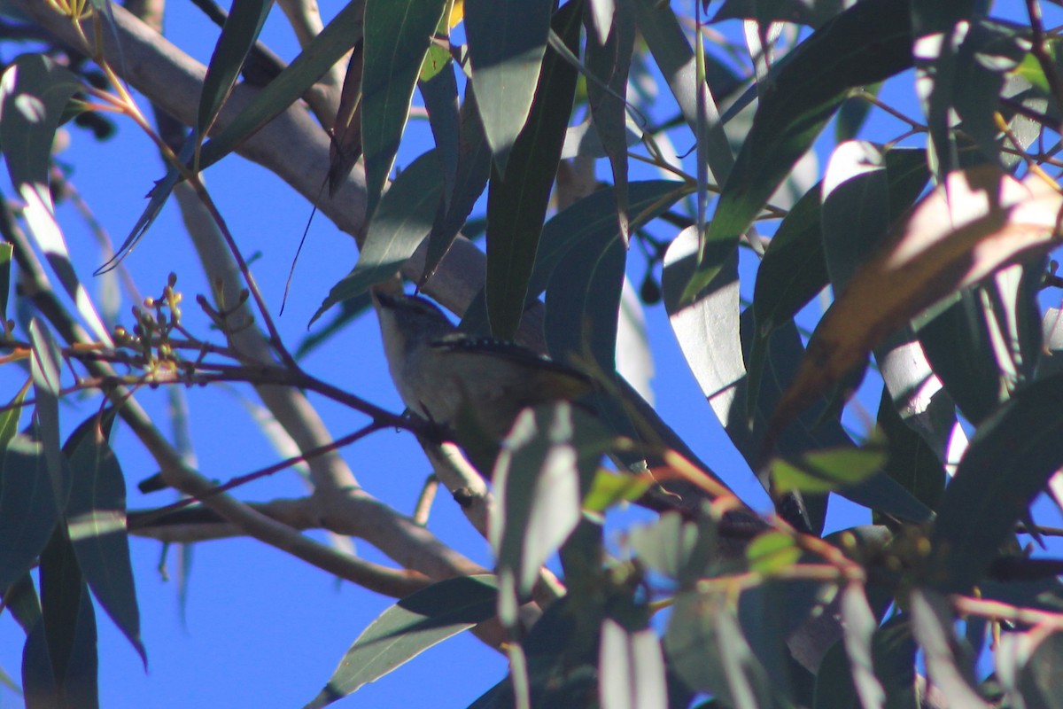 Spotted Pardalote - ML604190891