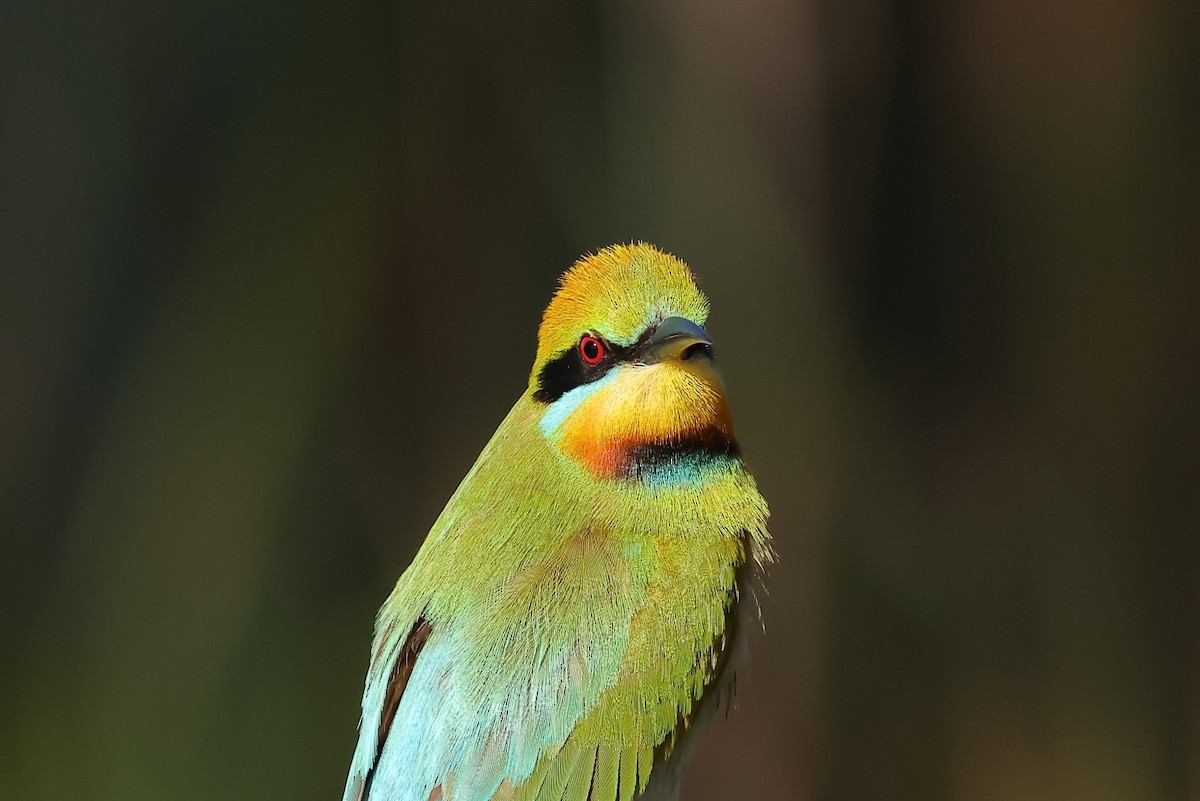 Rainbow Bee-eater - ML604191281