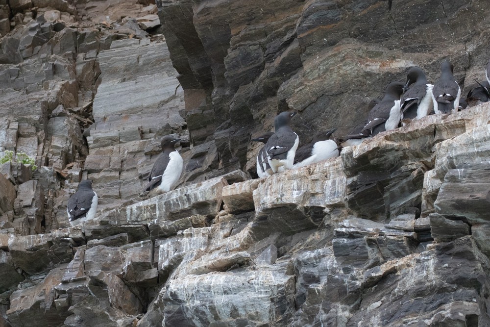 Thick-billed Murre - ML604192251