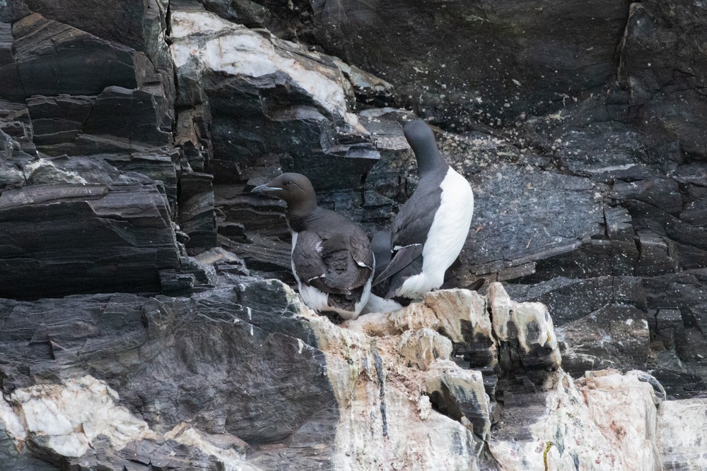 Thick-billed Murre - ML604192261