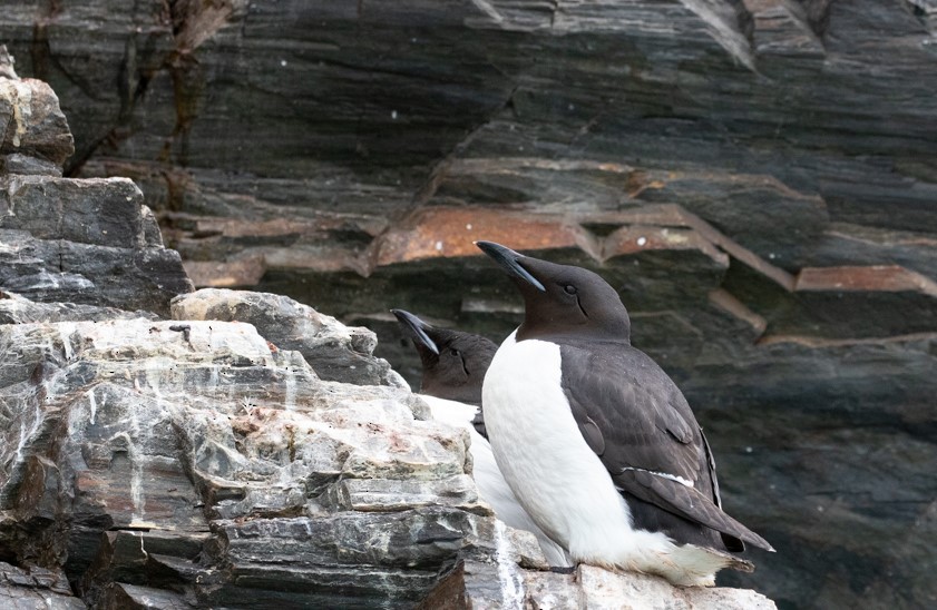 Thick-billed Murre - ML604192291
