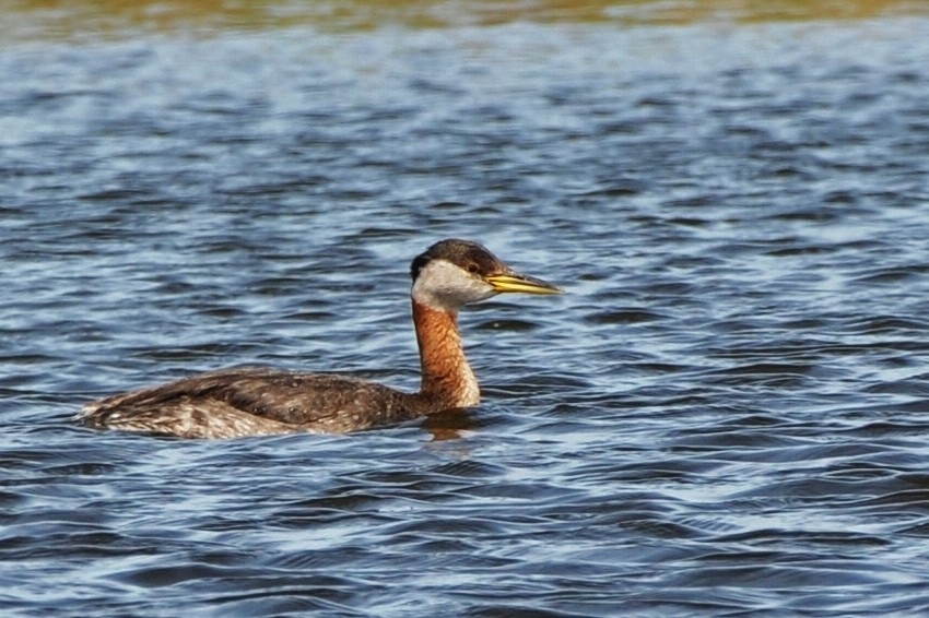 Red-necked Grebe - ML60419541