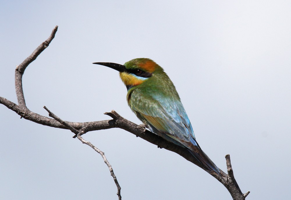 Rainbow Bee-eater - ML604198421