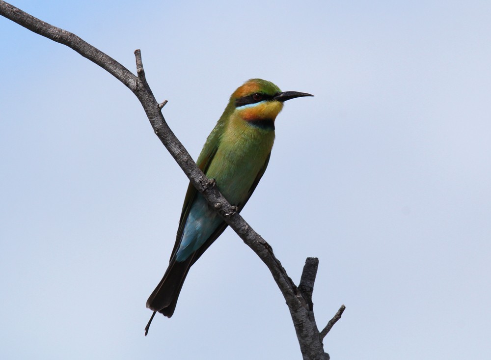Rainbow Bee-eater - ML604198431