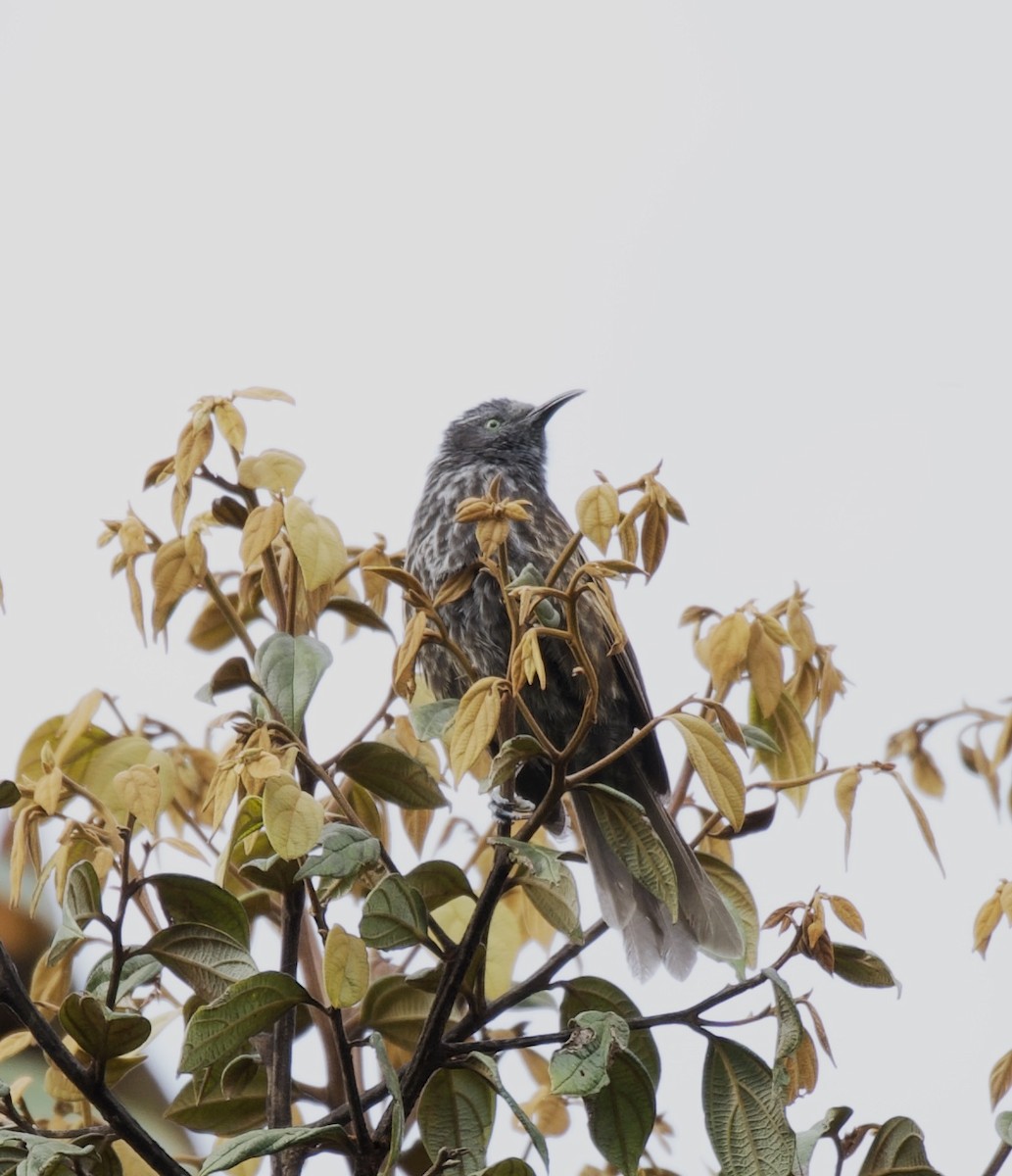 Gray-streaked Honeyeater - Kelly McDowell