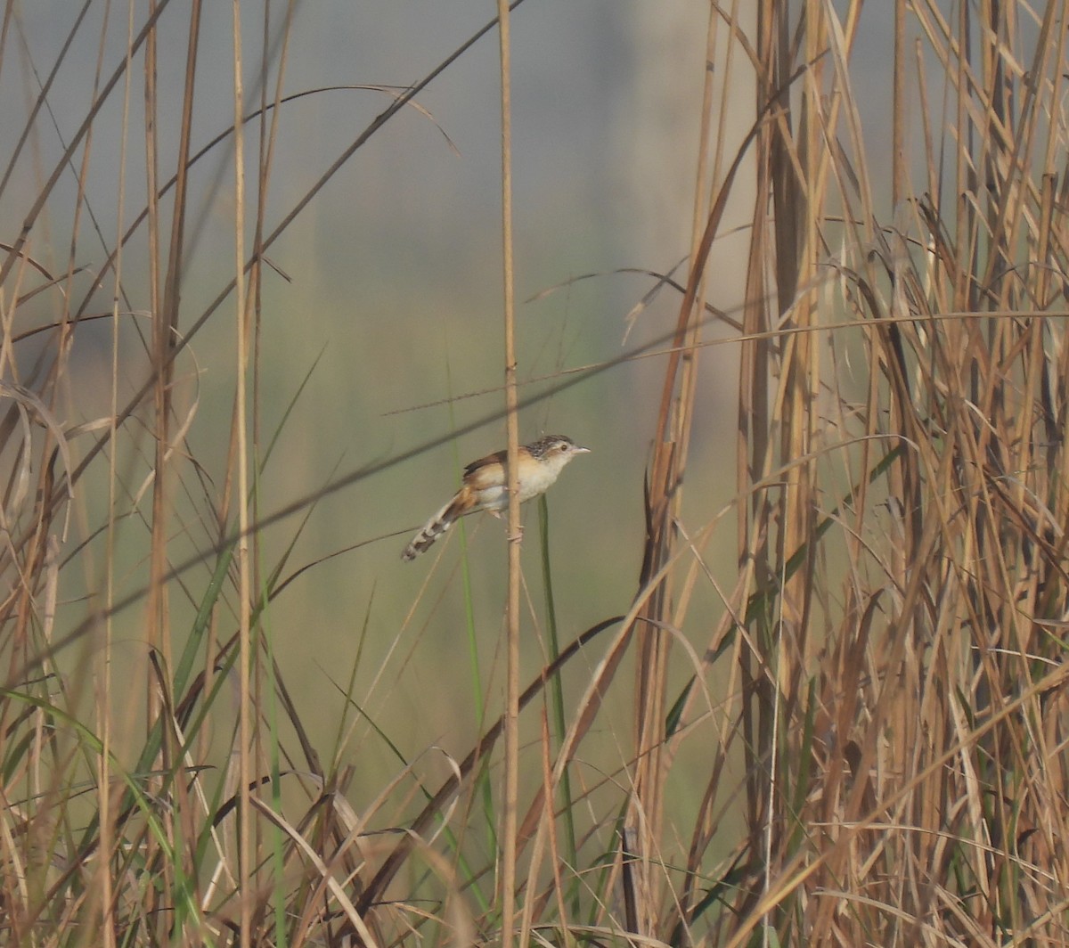 Indian Grassbird - ML604201121