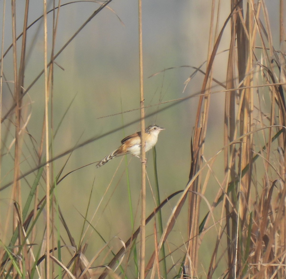 Indian Grassbird - ML604201131