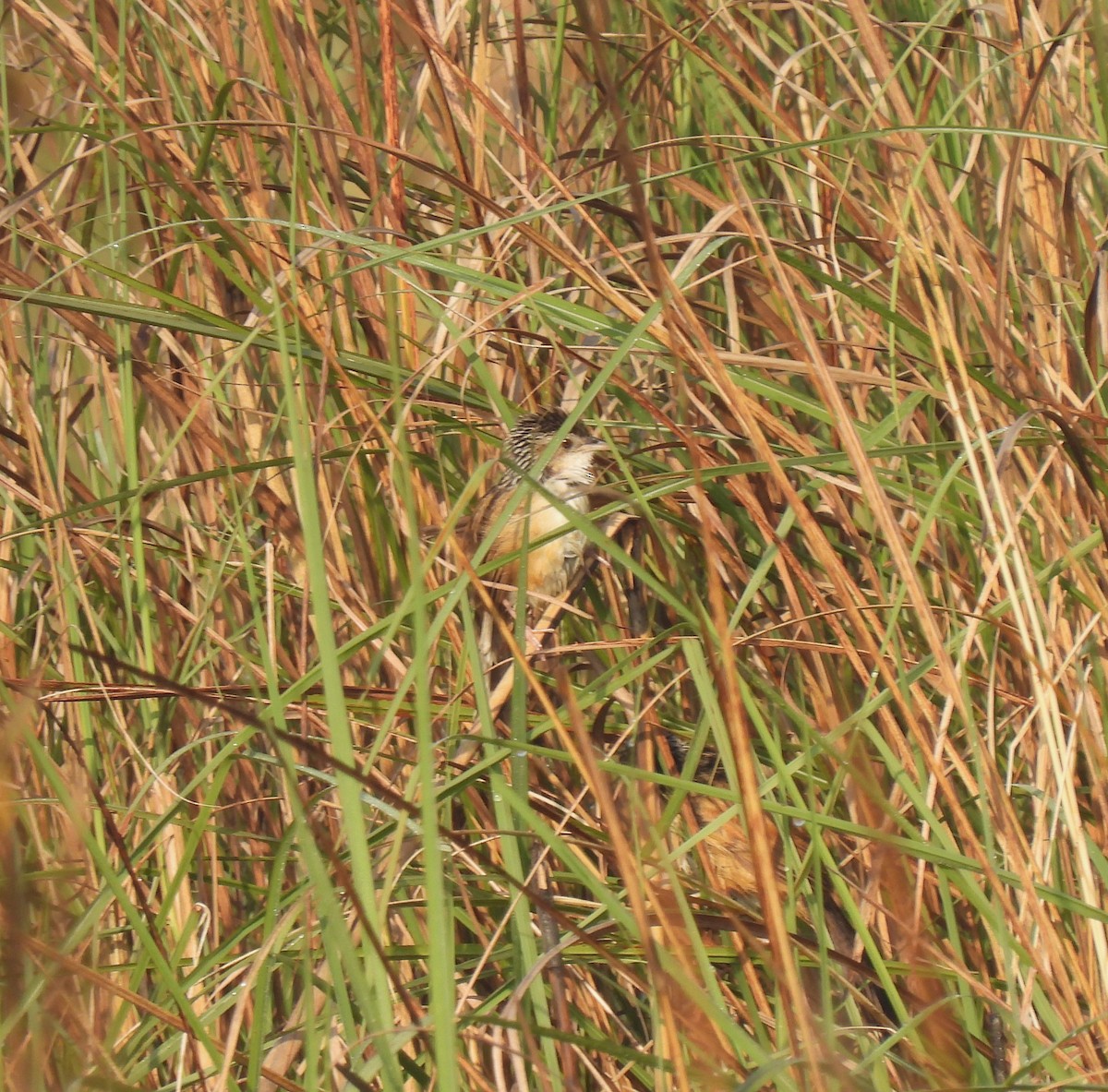 Indian Grassbird - ML604201151