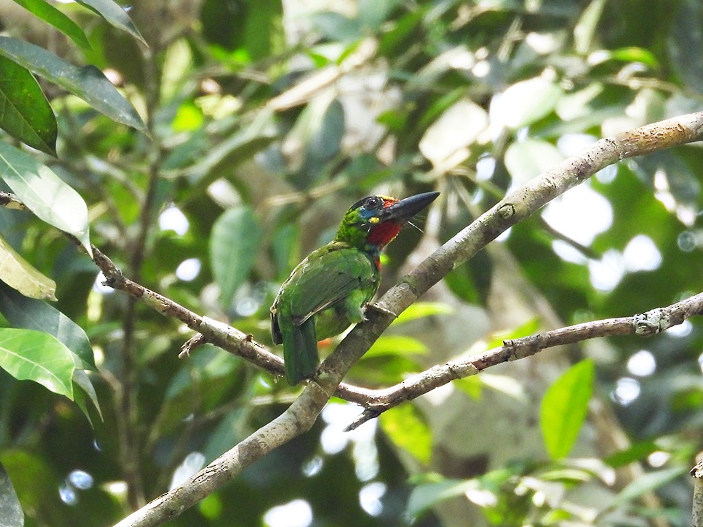 Red-throated Barbet - ML604201611