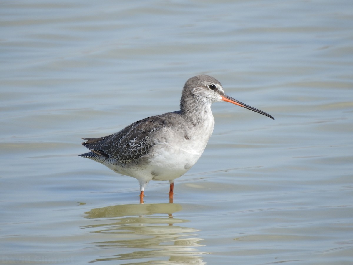 Spotted Redshank - ML604202331