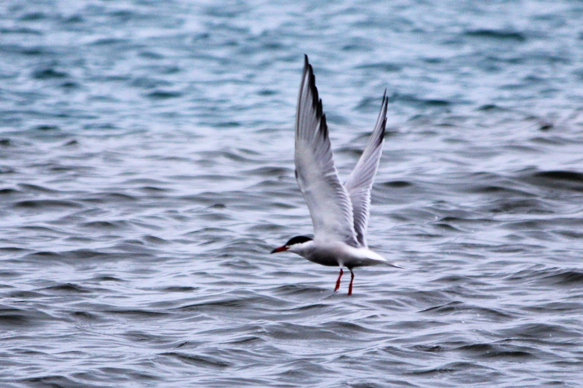 Common Tern - Mike Lemay