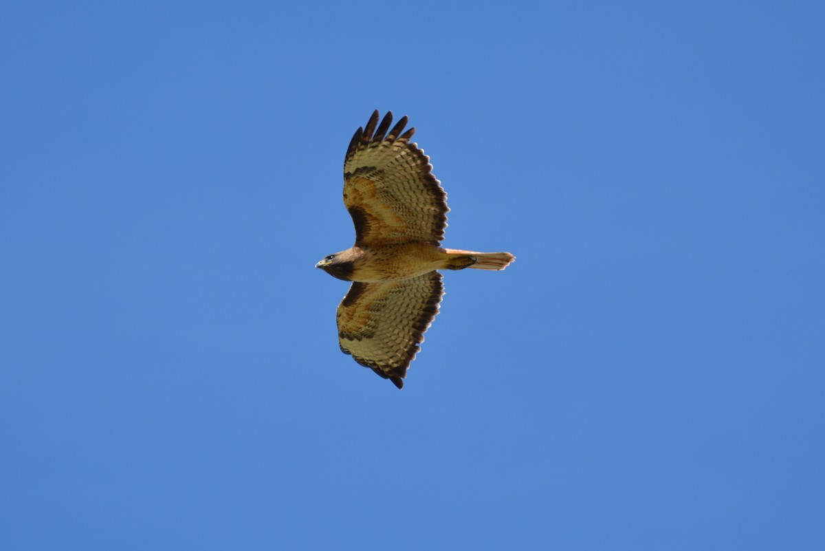 Red-tailed Hawk - ML604207681