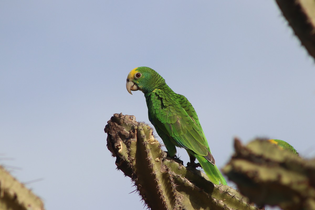 Yellow-shouldered Parrot - ML604218801